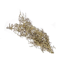 Asparagus csokor szárított 55 cm