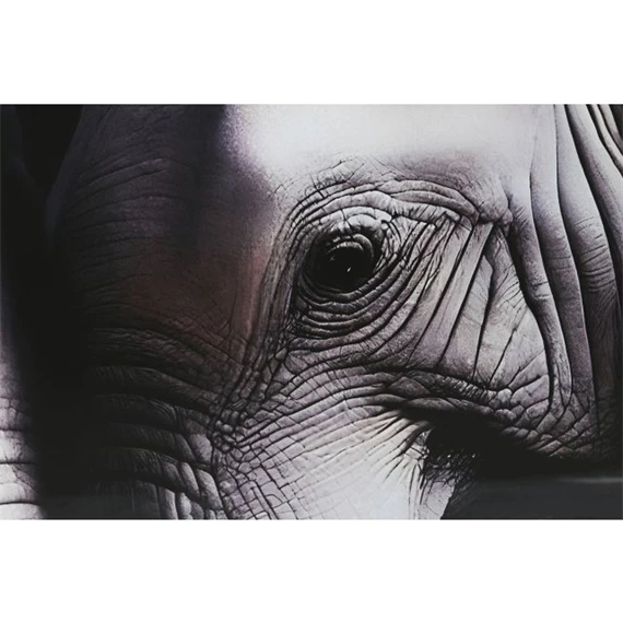 Kép edzett üveg, elefántok 150x0,4x100 cm