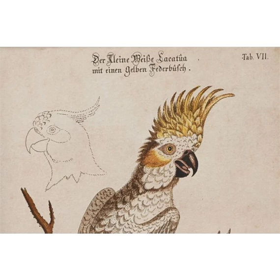 Kép keretes, madár 40x2x50 cm 4 féle