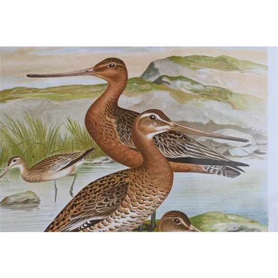 Kép madarak 40x1,8x50 cm 6 féle