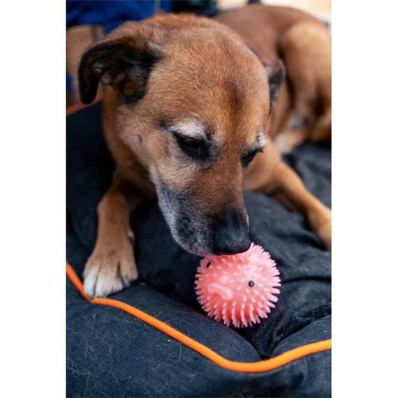 Malaclabda kutyajáték, rózsaszín