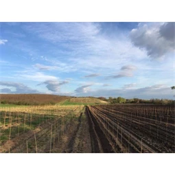 Növénytámasz 6 mm x 60 cm S/6