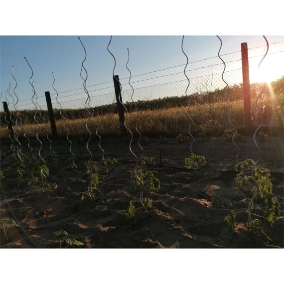 Növénytámasz paradicsomhoz, spirál alakú 0,7 cm x 1,8 m