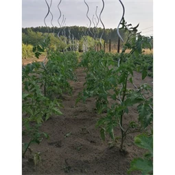 Növénytámasz paradicsomhoz, spirál alakú 0,7 cm x 1,8 m