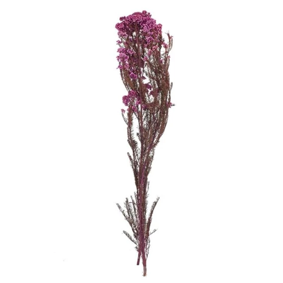 Szárazvirág Ozothamnus csokor 70 cm