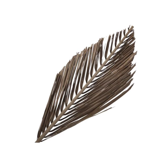 Pálmalevél vágott, szárított 75 cm