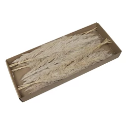 Pampafű csokor dobozban 60-65 cm S/6