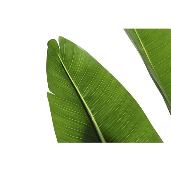 Seleymvirág strelitzia cserepes 100x100x210 cm