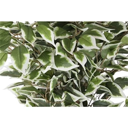 Selyemvirág fikusz cserepes 80x80x180 cm