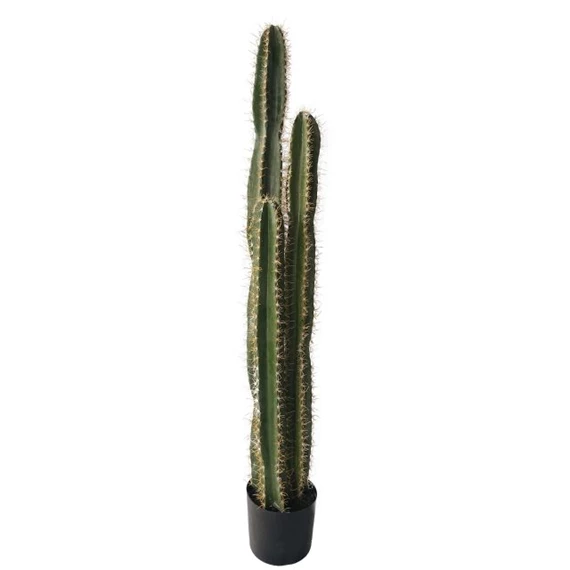 Selyemvirág Oszlopkaktusz cserepes 125 cm