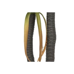 Selyemvirág cserepes 50x50x150 cm