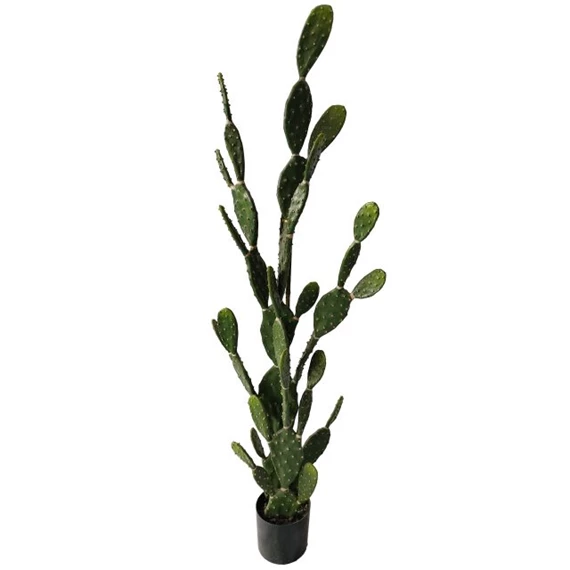 Selyemvirág fügekaktusz 42 levéllel, cserepes 168 cm