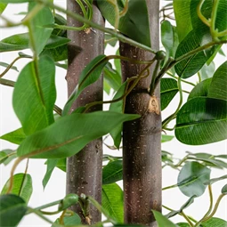 Selyemvirág kaspóban fikusz 80x80x150 cm