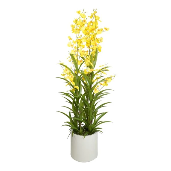 Selyemvirág Orchidea, Oncidium, 3 ágú, kaspóban 100 cm